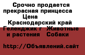 Срочно продается прекрасная принцесса! › Цена ­ 8 000 - Краснодарский край, Геленджик г. Животные и растения » Собаки   